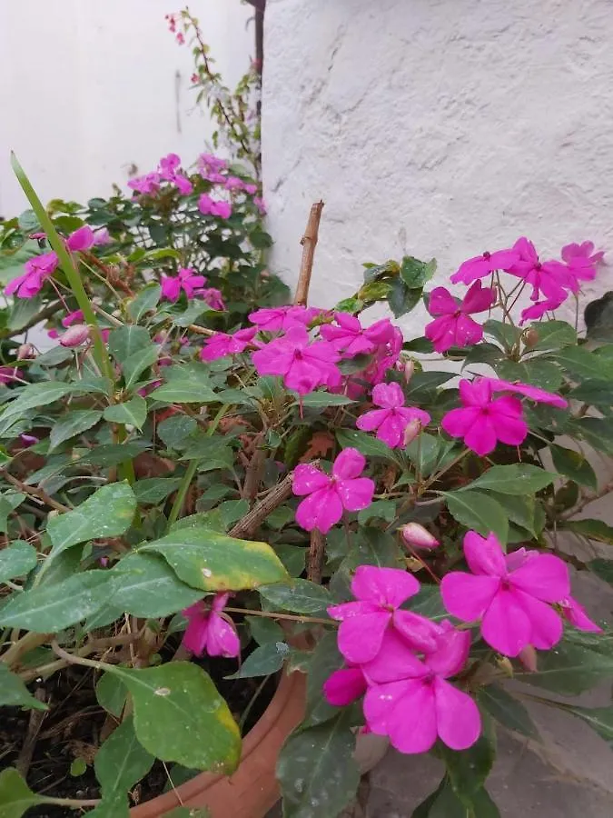 Apartamento Casa con terraza privada y patio en el centro de Vejer de la Frontera 0*,